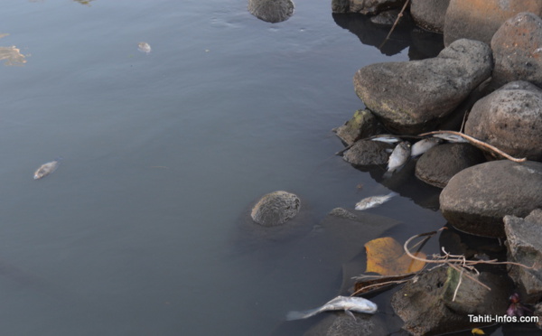 Hécatombe dans la rivière Papeava