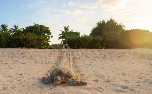 À la mi-saison de ponte, près de 1500 bébés tortues ont déjà rejoint l'océan à Tetiaroa
