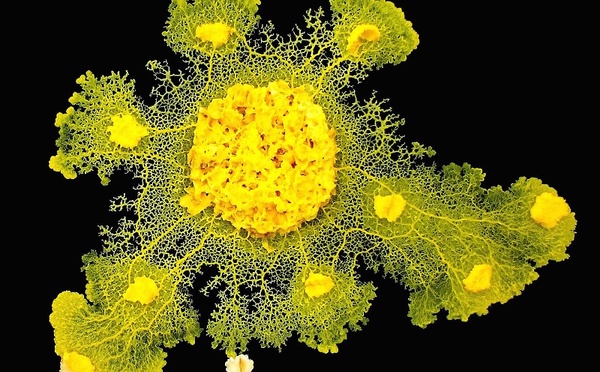 Blob, l’incroyable parcours d’un organisme unicellulaire