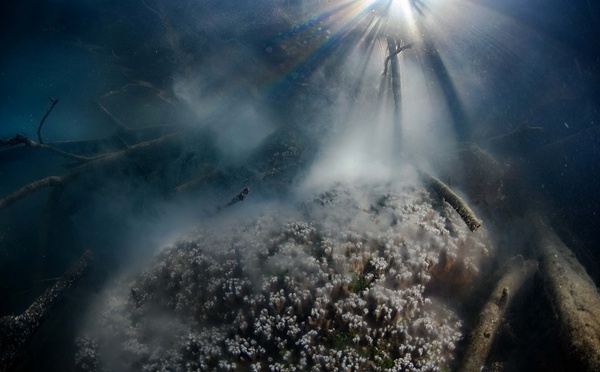 “Connected by the Reef” : la Polynésie mobilise le monde