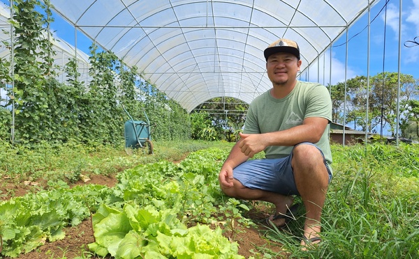 ​Des serres pour protéger les cultures