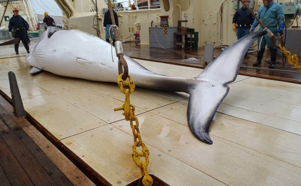 Le Japon reprend la chasse à la baleine dans l'Antarctique, bravant le tollé international