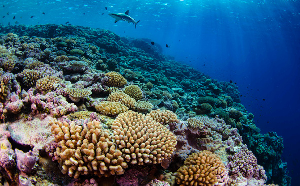 Les îles Marshall inaugurent leur première réserve maritime, plus grande que la SuisseLes îles Marshall inaugurent leur première réserve maritime, plus grande que la Suisse