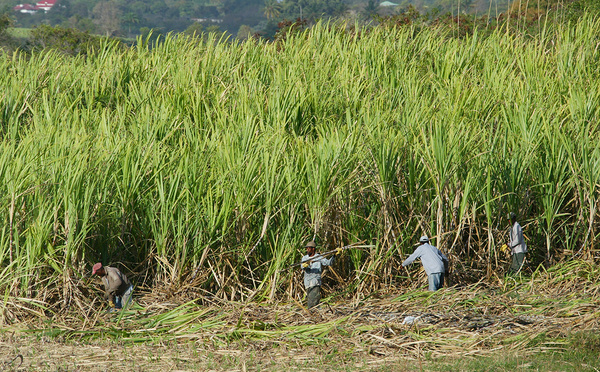 Le monde de l'entrepreneuriat guadeloupéen fait les yeux doux au continent africain