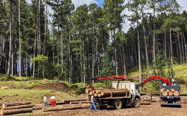 La scierie SEBM s’attaque au plateau de Toovii