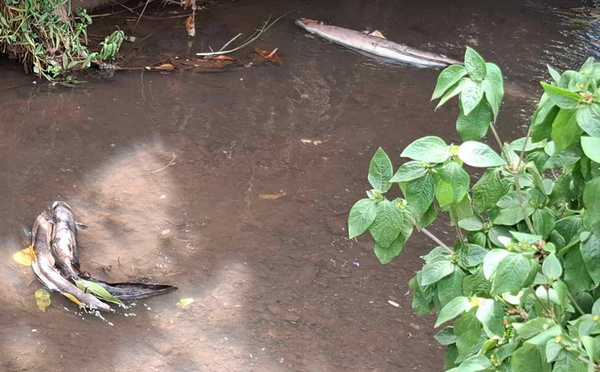 “Tout est mort au niveau de la rivière de Tavararo ”