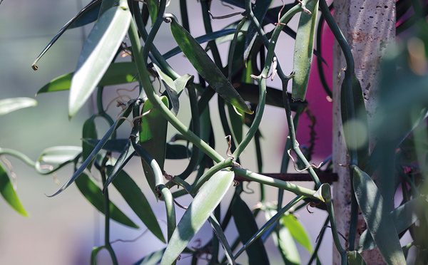 La CTC recommande la fermeture de l’Épic Vanille