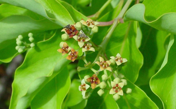 Le Santal, arbre endémique de Polynésie Française