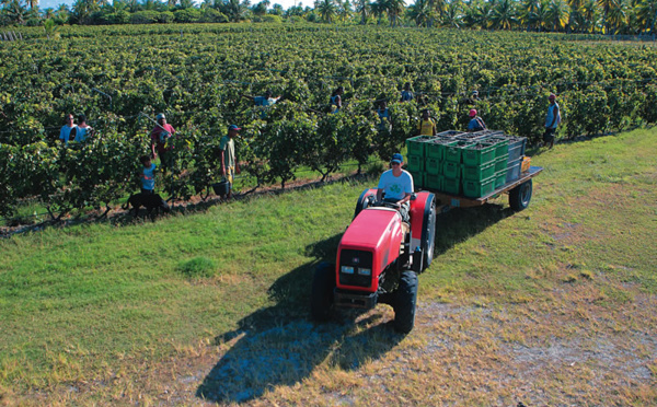 À Rangiroa, la vigne pousse sur l'atoll