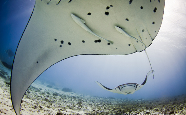L’Observatoire des requins de Polynésie aux côtés de Manta trust