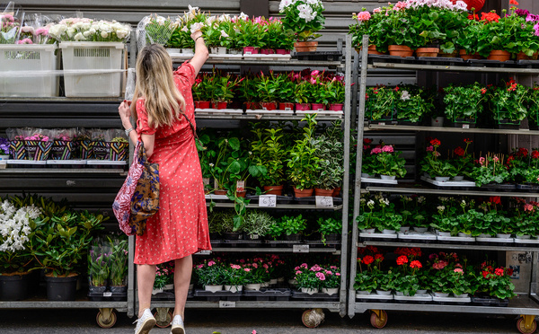 Des bouquets de fleurs contaminés par les pesticides, selon UFC Que Choisir