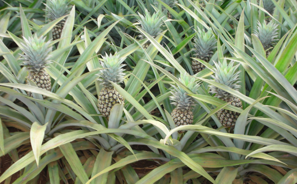 Développement de la culture d’ananas sur le plateau d'Afaaiti à la Presqu’île