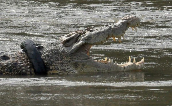 Indonésie: nouvelle attaque de crocodile contre un enfant