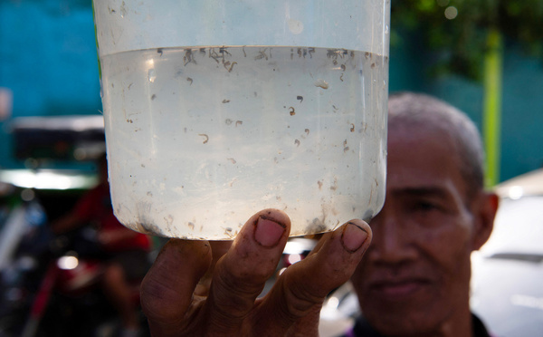 Une prime par moustique: à Manille, une initiative locale pour lutter contre l'épidémie de dengue