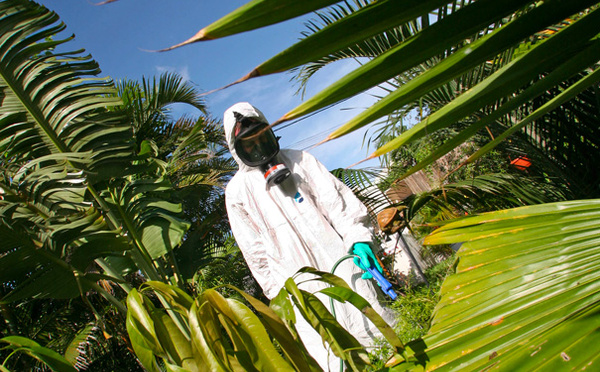 À La Réunion, l'épidémie de chikungunya prend de l'ampleur