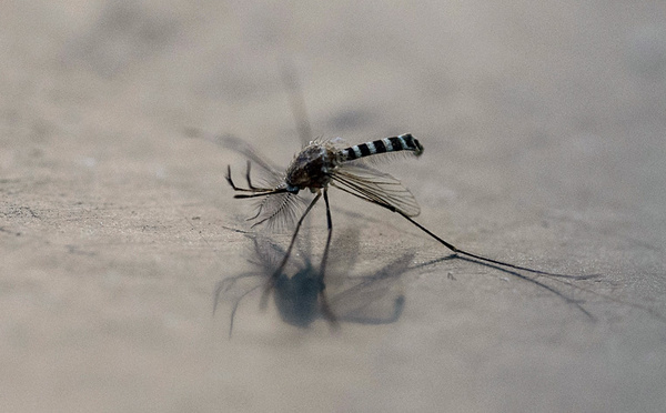 Nouvelle-Calédonie: le succès d'un programme anti-dengue permet sa suspension