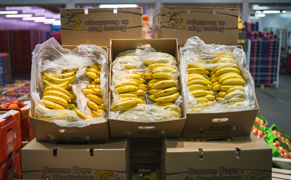 Les producteurs de bananes antillais alertent sur une "crise existentielle" de la filière