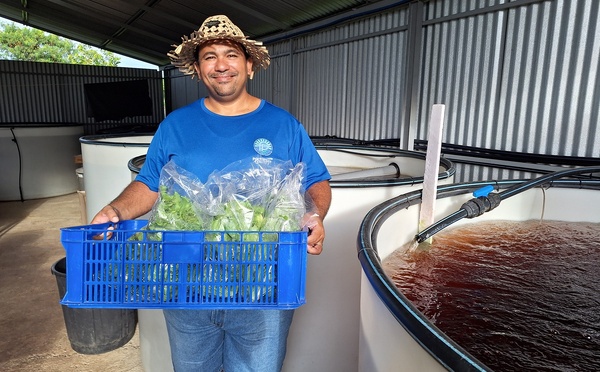 Des salades en aquaponie qui cartonnent