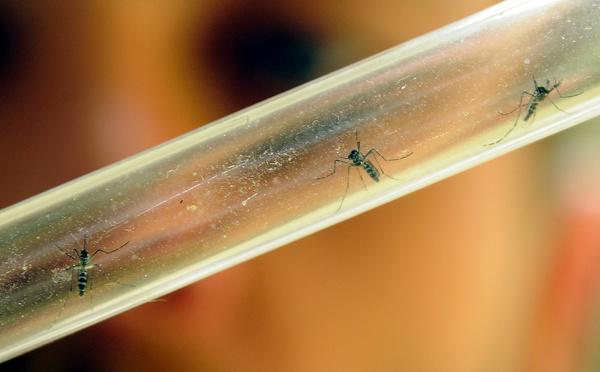 Chikungunya à La Réunion: une campagne de vaccination va cibler les personnes les plus à risque