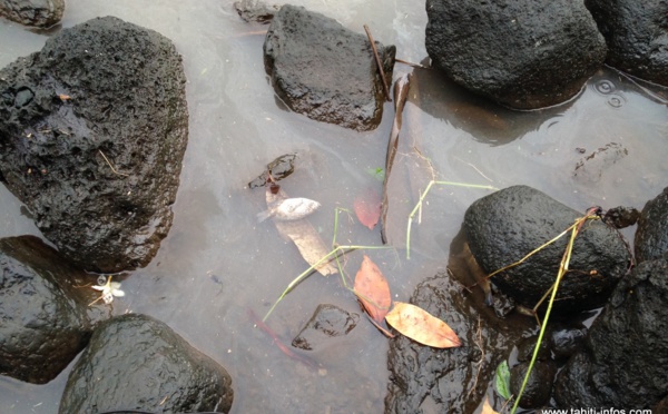 Nouveau phénomène de mortalité des poissons de la Papeava