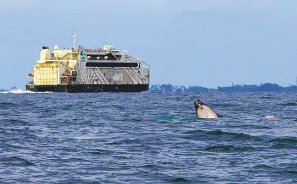 L’IA au service des baleines
