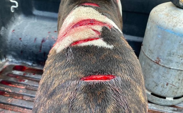 ​Acharnement sordide sur un chien à Moorea