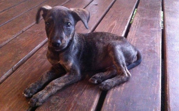 Fêtes : Prenez soin de vos animaux de compagnie