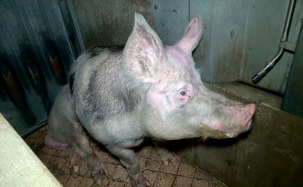 Enquêtes après des plaintes de L214 sur des élevages porcins fournissant E.Leclerc