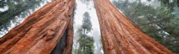 Des dizaines de millions de grands arbres menacés par la sécheresse en Californie