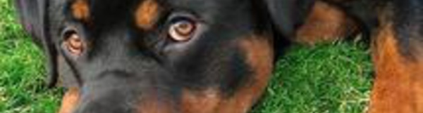 Enfermez vos chiens et vos chats pour le Nouvel An ! 