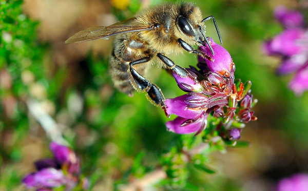 Une loi ouvrant la voie à la réintroduction de néonicotinoïdes à l'Assemblée fin avril