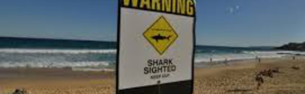 Australie: un nageur blessé par un requin