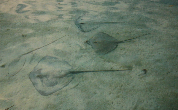 L’impact du ray feeding sur le comportement des pointes noires mis au jour