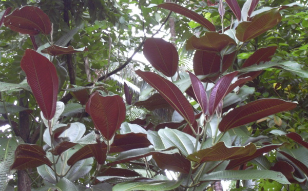 Le réchauffement climatique réduira le nombre de miconia... mais pas partout