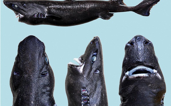 La famille des requins "s’agrandit"