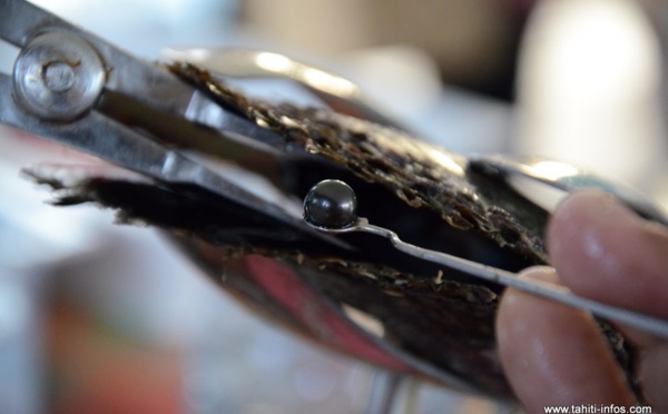 Vers un "numerus clausus" pour l’activité perlicole