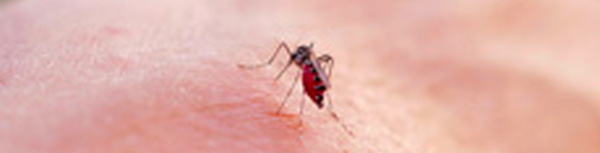 À La Réunion, le chikungunya frappe fort et vite