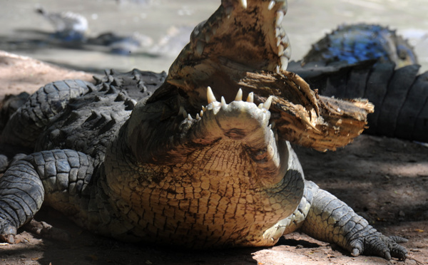 Un crocodile arrache la main d'une femme en Australie