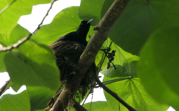Le monarque de Fatu Hiva, une espèce en voie d'extinction