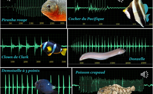 Comment les poissons "parlent" entre eux