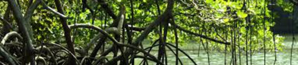 Nouvelle-Calédonie: deux enfants se noient accidentellement dans la mangrove