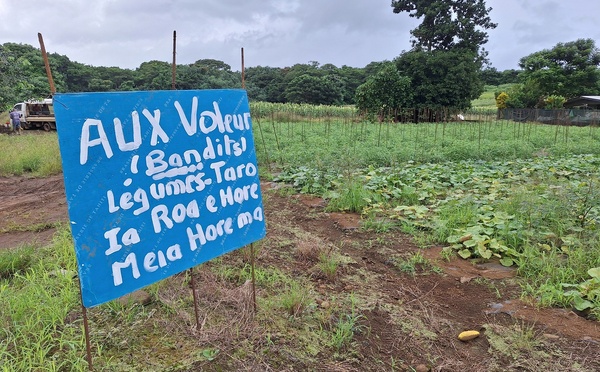 ​Les vols de légumes persistent à Taravao