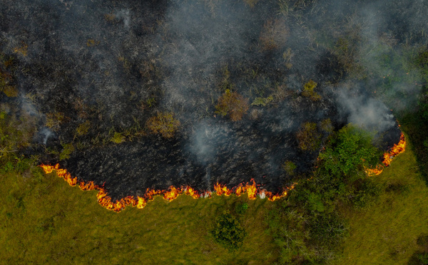 La destruction des forêts tropicales à un niveau record, sous l'effet des incendies