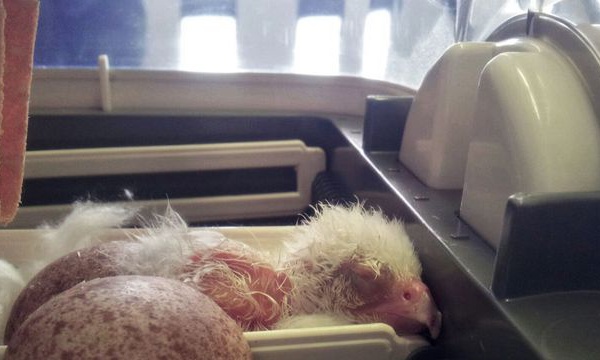 Chili : un rare faucon albinos sauvé d'un trafic d'œufs destiné à Dubaï