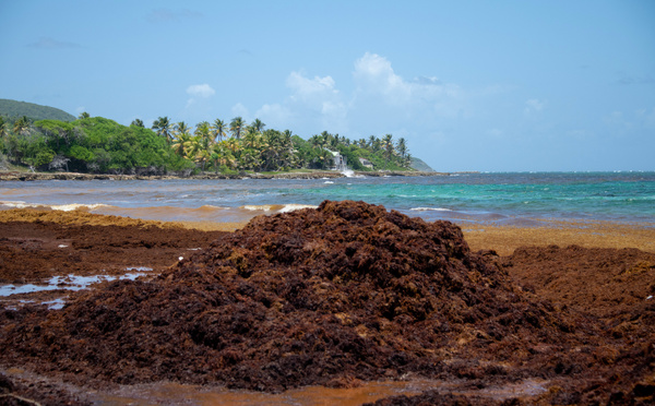 Guadeloupe: des rotations inter-îles suspendues en raison des sargasses