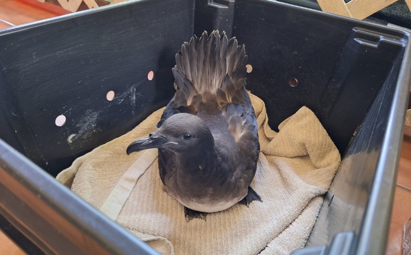 Un nouveau nid pour les oiseaux en détresse  