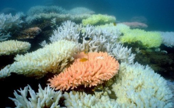 Grande barrière de corail: le Queensland valide un projet minier controversé