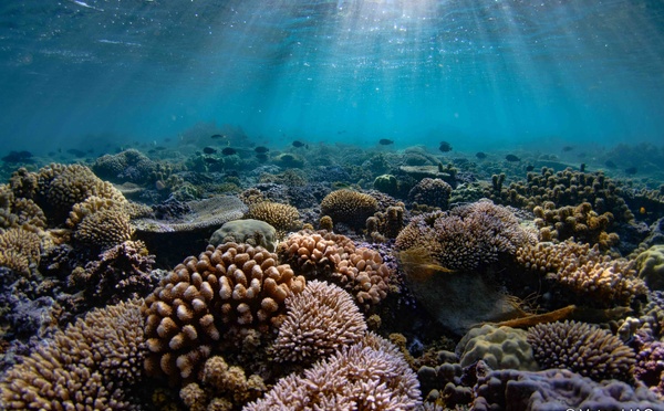 Plongez dans “Les récifs du temps”