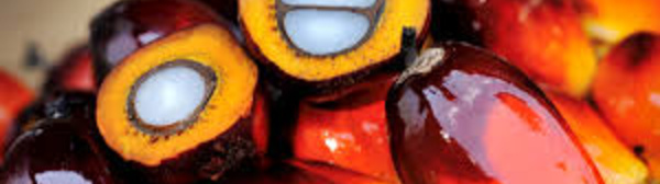 France/biodiversité: l'Indonésie fustige la taxe additionnelle sur l'huile de palme