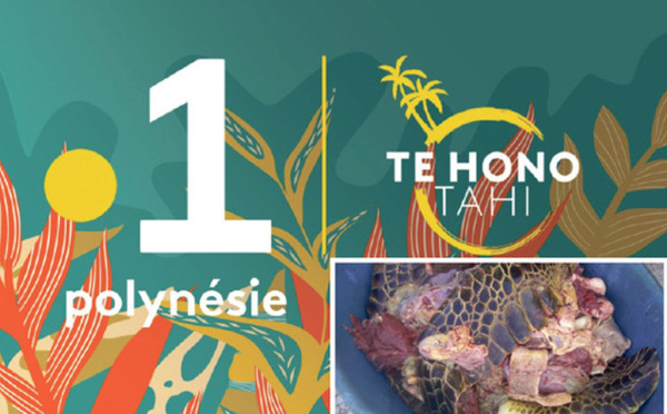 Trafic de viande de tortue à Polynésie La 1ère